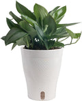 Costa Farms Sterling Silver Scindapsus Live Plant in Self Watering Pot, Indoor Houseplant, Perfect for Home, Room, or Office Decor, Great House Warming or Birthday Gift, 9-12 Inches Tall