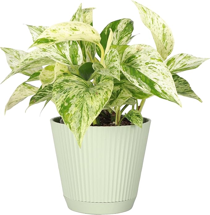 Thorsen's Greenhouse Marble Queen Pothos, Live Indoor Plant, Easy to Grow, Rare Variegated Houseplant, Natural Air Purifier, 4-inch Diameter Pot (Sage)