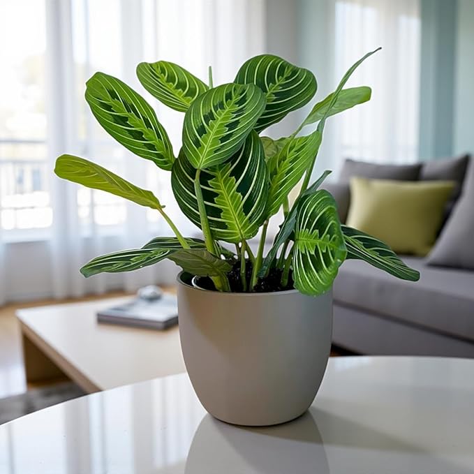 Live Plant, Lemon Lime Maranta Prayer Plant, Pet Friendly, Air Purifying Plant, Easy Care, Easy to Grow Live Indoor Plant, Houseplant, Rare Indoor Plant, Home Décor Pot (Slate)
