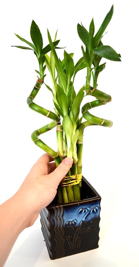 9GreenBox - Lucky Bamboo – Spiral Style with Black and Blue Ceramic Vase Live Plant Ornament Decor for Home, Kitchen, Office, Table, Desk - Attracts Zen, Luck, Good Fortune - Non-GMO, Grown in the USA