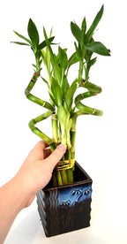 9GreenBox - Lucky Bamboo – Spiral Style with Black and Blue Ceramic Vase Live Plant Ornament Decor for Home, Kitchen, Office, Table, Desk - Attracts Zen, Luck, Good Fortune - Non-GMO, Grown in the USA