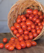 Burpee 'Napa Grape', Tomato Seeds, 30 Non-GMO Seeds