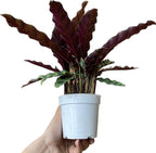 Calathea Lancifolia 'Rattlesnake' in 4" Pot - Calathea Live Plant - Rattlesnake Live Plant - Best Air Purifying Plant - CA Seller