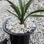 TOYPOPOR Horticultural Bonsai Pumice Succulent Cactus Plants Garden Turface Pumice Gravel Rock Tree Soil Additive Faster Draining Blend, Optimal Drainage, Improves Soil Aeration and Promotes Root 6lbs