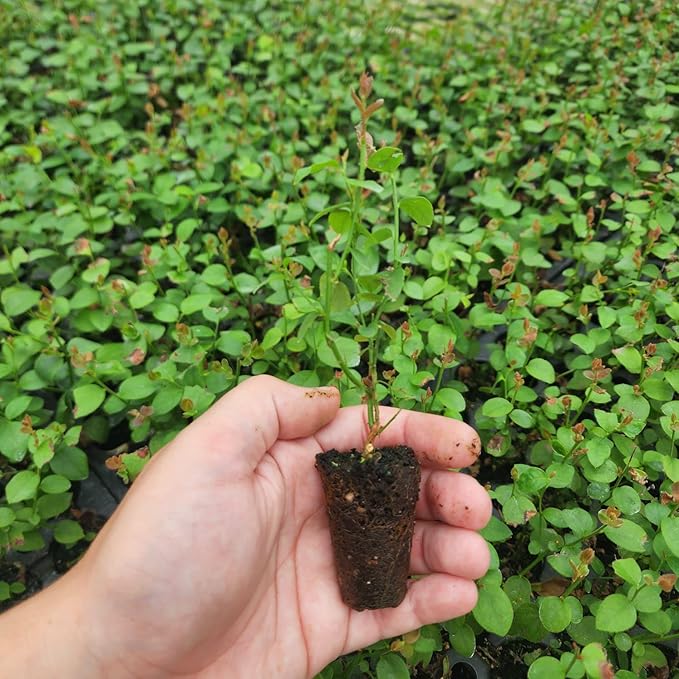 Blueberry Plant Legacy Live for Sale (4 Pack) | Easy to Grow Plants | Edible Fruit Plant for Sustainable Living | Grow Your own Food on Your Edible Organic Garden| Live for Planting| No Seeds