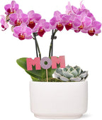 Green Circle Growers 4" Pink Orchid and Succulent Duo in White Pot with Mom Pick, Live Indoor Plants, House Plant