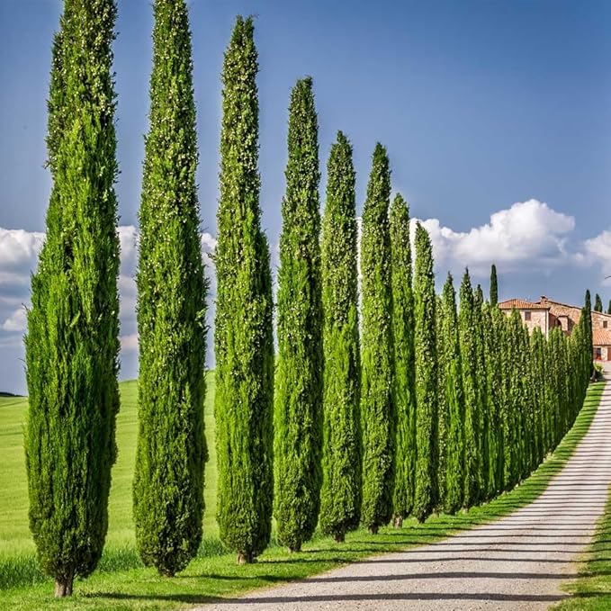 Brighter Blooms - Italian Cypress Tree, 2-3 ft. - No Shipping to AK, AZ, HI