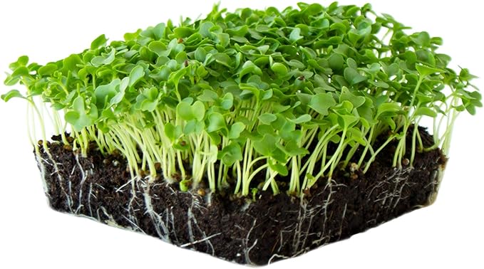 Kale Garden Seeds - Vates Blue Scotch Curled - 4 Oz - Non-GMO, Heirloom- Vegetable Gardening & Microgreens