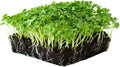 Vates Blue Scotch Curled Kale Seeds: 25 Lb - Bulk Non-GMO Seed for Growing Micro Greens, Vegetable Gardening, Grow Leafy Greens