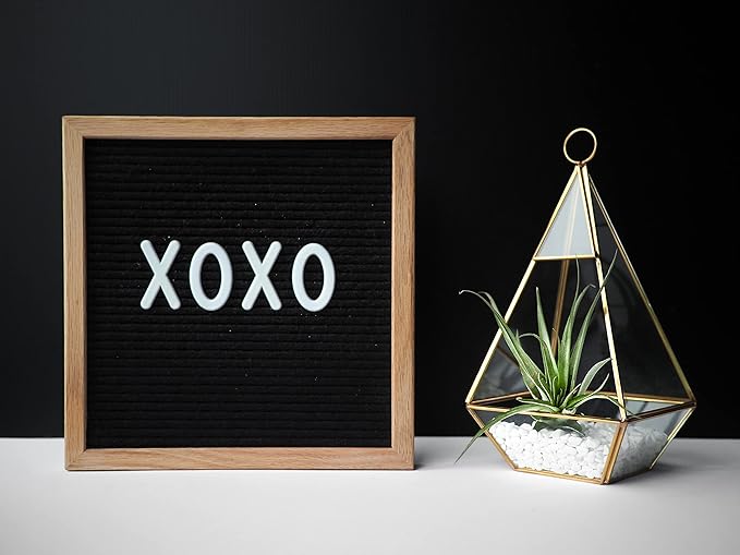 Shop Succulents | Assorted Collection | Variety of Species, Tropical House Plant for Home Décor, DIY Terrariums, 50-Pack