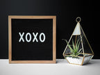 Shop Succulents | Assorted Collection of Live Air Plants, Hand Selected Variety Pack of Air Succulents | Collection of 6