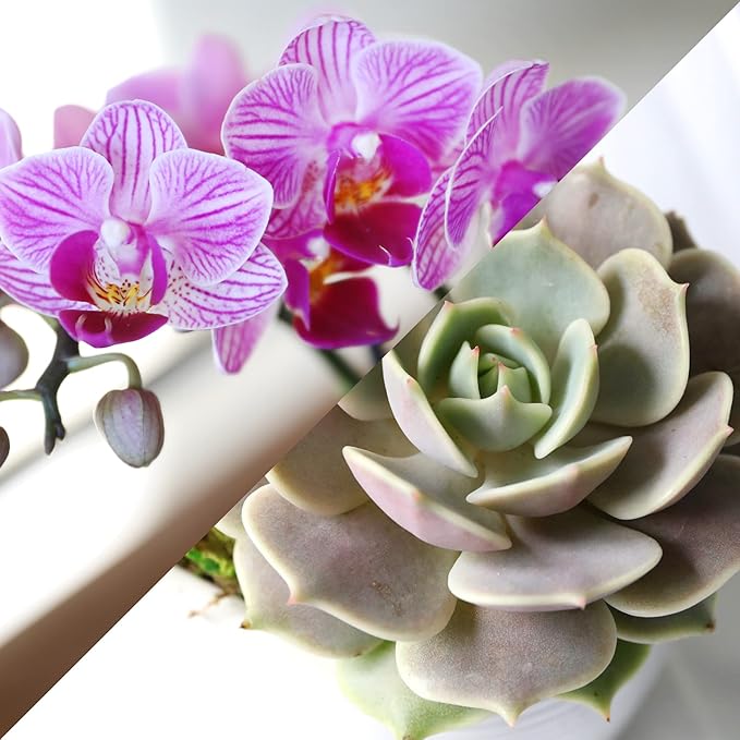 Green Circle Growers 4" Pink Orchid and Succulent Duo in White Pot with Mom Pick, Live Indoor Plants, House Plant