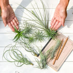 Pack 20 Mixed Ionantha Air Plants, Live Tillandsia, Bulk Airplants, Easy Care Houseplants for Indoor and Outdoor Planting