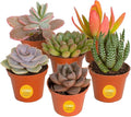 Costa Farms Mini Succulent Live Plants in Plastic Pot, Easy to Maintain Asssorted Indoor Succulents, Houseplants for Room Decor, House Warming or Birthday Gift, 2-3.5 Inches Tall, Pack of 6