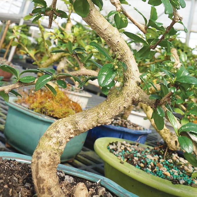 Brussel's Live Fukien Tea Indoor Bonsai Tree Complete Gift Set - 6 Years Old; 6" to 8" Tall with Decorative Container, Humidity Tray, Deco Rock, Bonsai Pro Fertilizer & Book