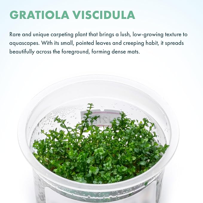 SubstrateSource Live Plant - Gratiola viscidula - Foreground to Midground Stem with Fine Leaves, Snail-Free in Vitro Aquarium Plant - Tissue Culture