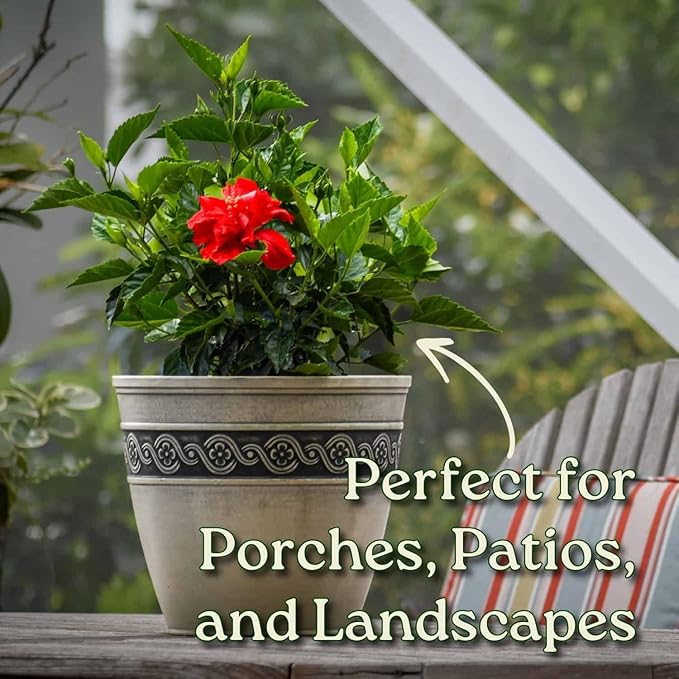 Hibiscus Plant Live - Double Red Hibiscus Bush - Flowering Plants - Red - Overall Height 26" to 28" - Tropical Plants of Florida (Plant Only)