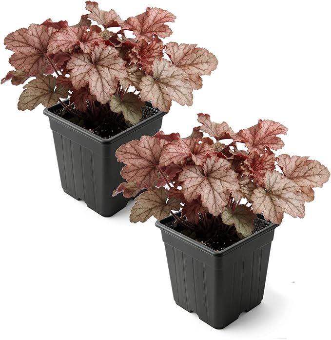 Live Heuchera Coral Bells 2-Pack – Peach Parfait – Shade Perennial Foliage Plant, 10” Tall, 1 Qt Pot