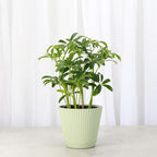 Thorsen's Greenhouse Live Arboricola Umbrella Tree Plant, Schefflera Arboricola, Natural Air Purifier, Easy to Grow, Live Indoor Houseplant, 4-inch Diameter (Sage)
