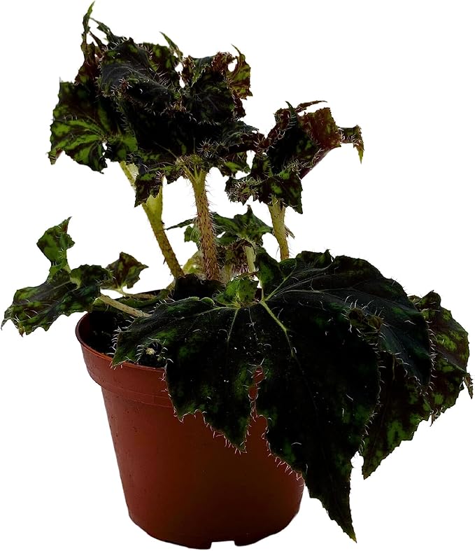 BubbleBlooms Harmony's Unique Begonia Rhizo in 4 inch Pot Rare