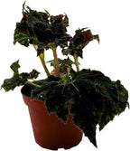 BubbleBlooms Harmony's Unique Begonia Rhizo in 4 inch Pot Rare