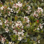 Blooming & Beautiful - Southern Moon Yedda Hawthorn - 3 gal - Monrovia - Evergreen Shrub - Spring White Flowers - Green Foliage - Zones 7-10 - Rhaphiolepis umbellata 'RutRhaph1' - 3 Gallon Pot