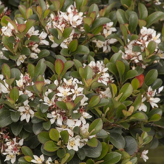 Blooming & Beautiful - Southern Moon Yedda Hawthorn - 3 gal - Monrovia - Evergreen Shrub - Spring White Flowers - Green Foliage - Zones 7-10 - Rhaphiolepis umbellata 'RutRhaph1' - 3 Gallon Pot