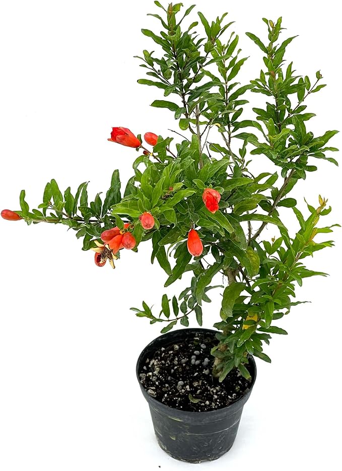 ragnaroc Live Fruit Trees – Punica Granatum Dwarf Pomegranate 9-12” Tall in 4” Pot - 1ct - Color When Flowering Red, Bonsai - Live Arrival Guaranteed - House Plants for Home Decor