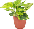 Thorsen's Greenhouse Golden Pothos, Live Indoor Vining Plant, Easy to Grow, Variegated Houseplant, Natural Air Purifier (Terra Cotta, 4-inch Pot)