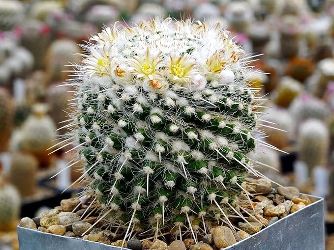 Cactus Mix Cacti About 50 Seeds for Planting Succulents Plant Group Cactaceae