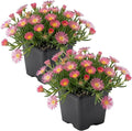 Live Delosperma Ice Plant 2-Pack – Pink Ice – Drought Tolerant Groundcover Perennial, 6” Tall, 1 Qt Pot