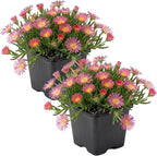 Live Delosperma Ice Plant 2-Pack – Pink Ice – Drought Tolerant Groundcover Perennial, 6” Tall, 1 Qt Pot