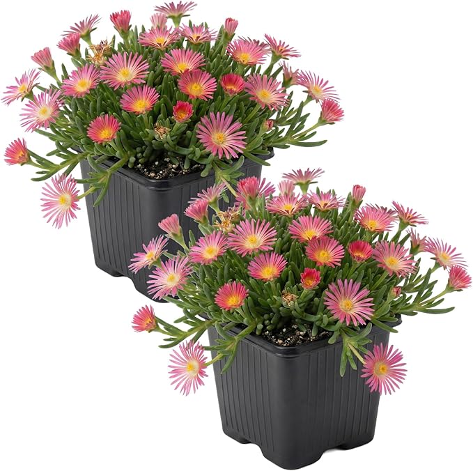 Live Delosperma Ice Plant 2-Pack – Pink Ice – Drought Tolerant Groundcover Perennial, 6” Tall, 1 Qt Pot