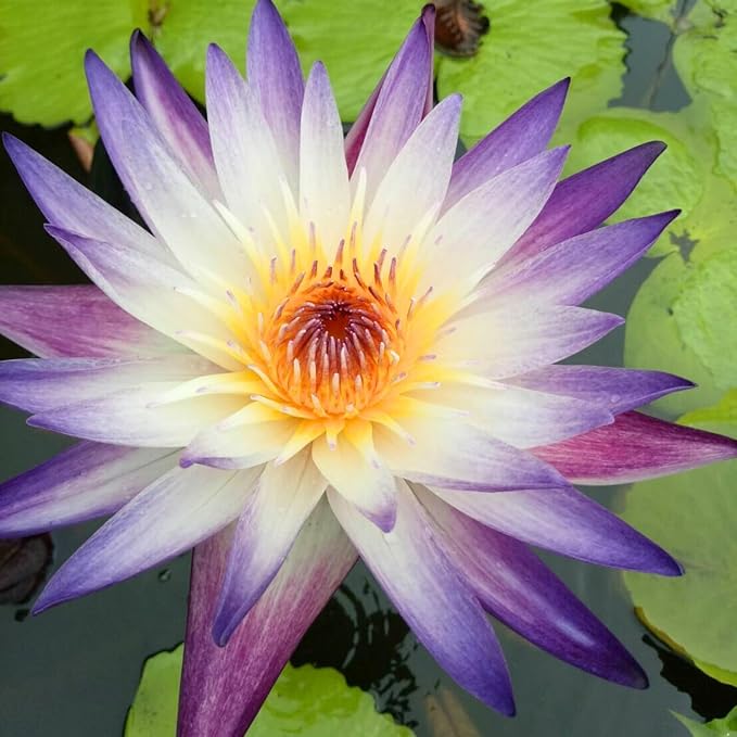 4 Pack Live Water Lily Pre-Grown Tuber in Red, Blue, Purple, Yellow Flower for Indoor-Outdoor Pond Decoration