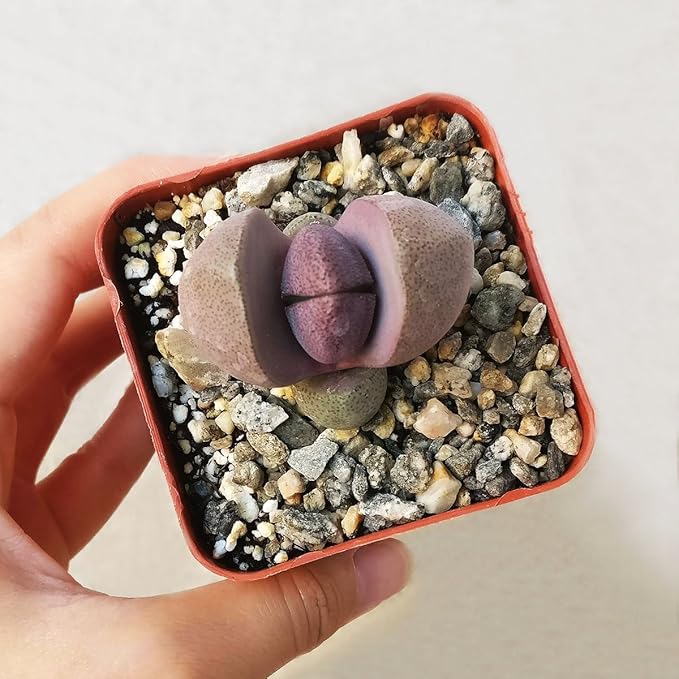Pleisopilos nelii cv. Royal Flush Purple Split Rock Succulent (4 inch)