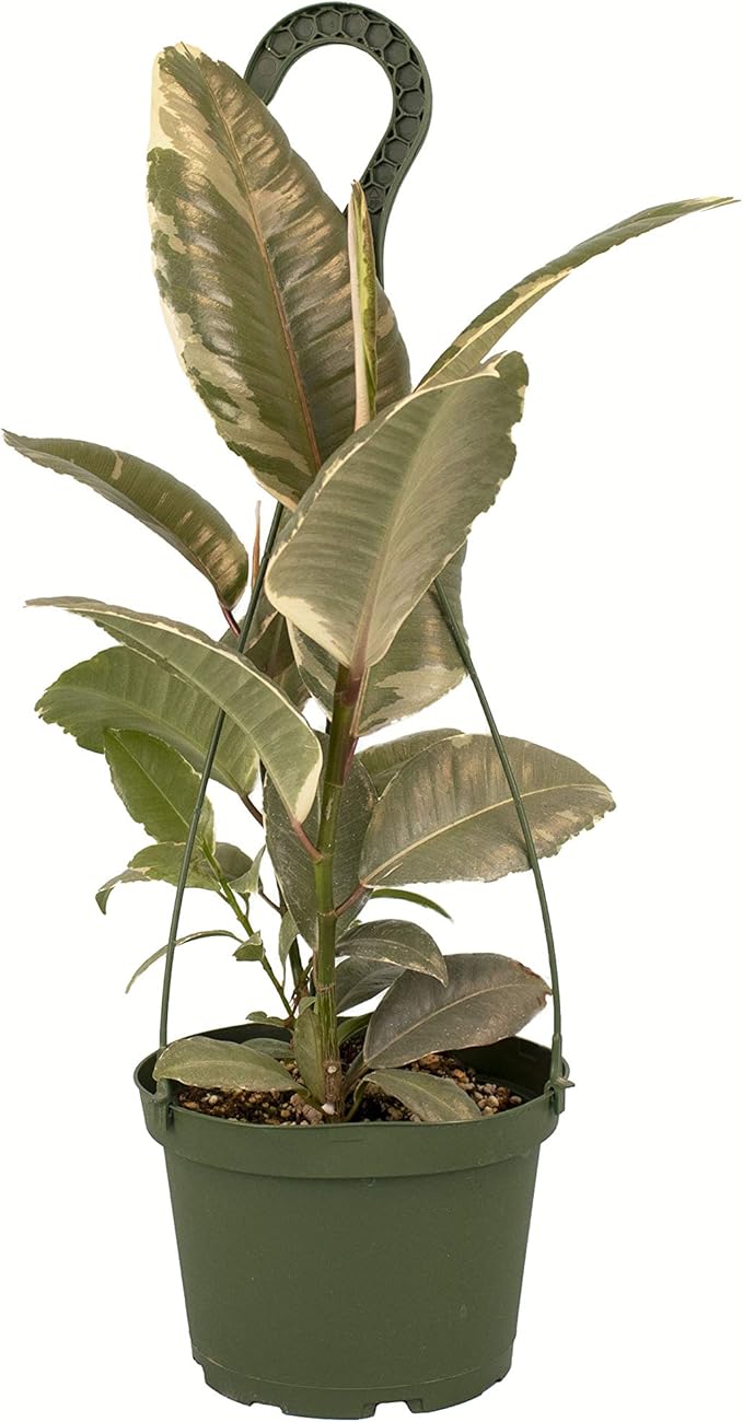 Shop Succulents | Standing Collection | Hand Selected, Air Purifying Live Elastica Tree Indoor House Plant, Rubber Plant Ficus Tinek