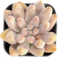 Sprout N Green Echeveria Tolimanensis, Rare Live Succulent Plant Fully Rooted in 2" Planter with Soil, Home Office Indoor Outdoor Wedding Decoration DIY Projects Party Favor