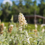 Perfect Plants Butterfly Candy Li'l Coconut Butterfly Bush in 1 Gallon Grower's Pot | Live White Blooming Flowering Shrub for Outdoors & Containers | Attracts Pollinators | Compact Plant | Zones 5-10