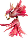 ragnaroc Live Plants - Bromeliad Neoregelia 'Fireball', Large 5-7" - 2ct - Live Arrival Guaranteed - House Plants for Home Decor & Gift
