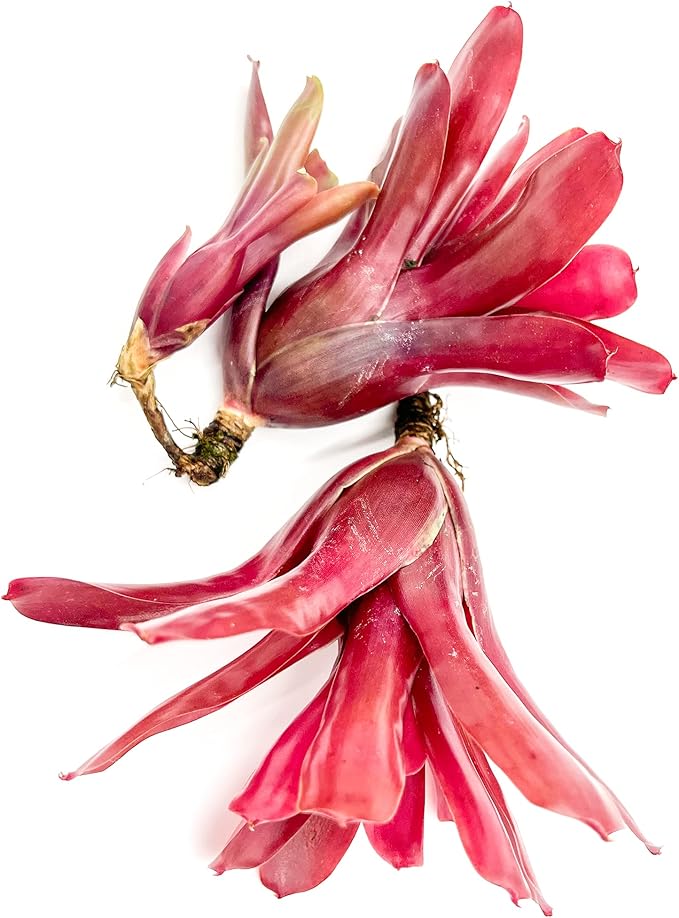 ragnaroc Live Plants - Bromeliad Neoregelia 'Fireball', Large 5-7" - 2ct - Live Arrival Guaranteed - House Plants for Home Decor & Gift