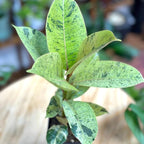 Ficus Shivereana Moonshine Rare Variety Variegated Plants Live Fully Rooted Houseplant for Home Office Wedding Decorations, Birthday Gift, Mother's Day (Heat Pack Included)