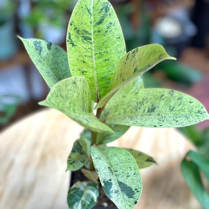 Ficus Shivereana Moonshine Rare Variety Variegated Plants Live Fully Rooted Houseplant for Home Office Wedding Decorations, Birthday Gift, Mother's Day (Heat Pack Included)
