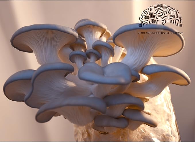 Blue Oyster Mushroom Grow Kit by Oakland Mushroom Co. | Handmade with Organic Ingredients | Ready to Grow | Harvest in 7-10 Days