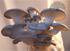 Blue Oyster Mushroom Grow Kit by Oakland Mushroom Co. | Handmade with Organic Ingredients | Ready to Grow | Harvest in 7-10 Days
