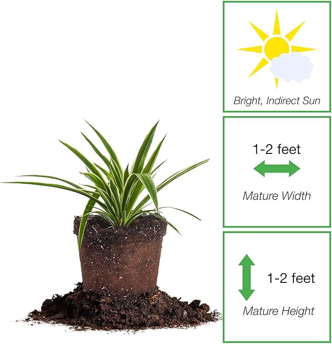 Perfect Plants Reverse Variegated Spider Plant in 6in. Grower's Pot | Live Houseplant for Indoor Growing | Easy to Care for & Keep Alive | Beautiful White & Green Reverse Variegated Leaves