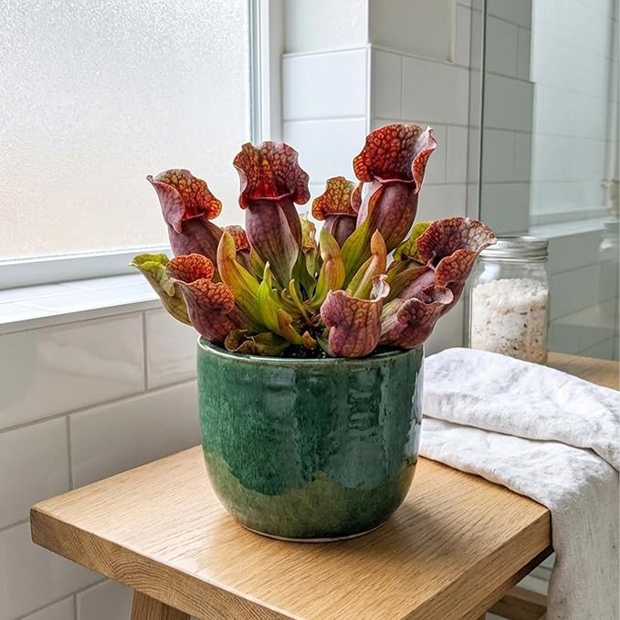 ragnaroc Sarracenia Purpurea SSP. Venosa 2-4" (Purple Pitcher Plant) 2ct – Live Plant for Indoor Outdoor Use, Carnivorous Plants – Live Arrival Guaranteed