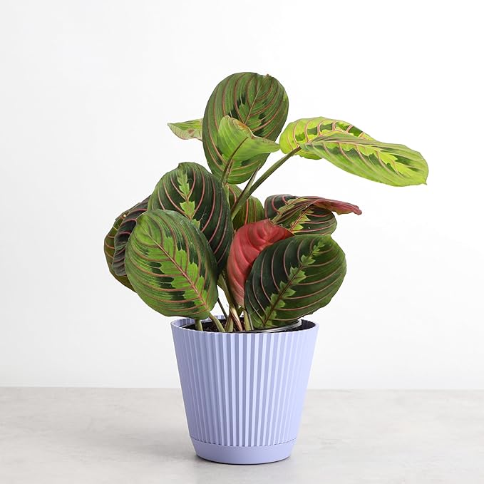 Thorsen's Greenhouse Red Prayer Plant, Live Indoor Plant, Pet Friendly, Popular Houseplant, Red Maranta, Easy to Grow, 4" Diameter Pot (Lavender)