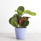 Thorsen's Greenhouse Red Prayer Plant, Live Indoor Plant, Pet Friendly, Popular Houseplant, Red Maranta, Easy to Grow, 4" Diameter Pot (Lavender)