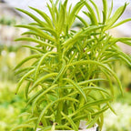 Peperomia Green Bean Live Plant for Indoor | Different Houseplants in 4'' & 6'' Pot | Real House Plant for Living Room, Office, Desk & Bathroom | Ferreyrae | Pincushion