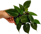 PLANTVERS Philodendron Micans in a 3" Grow Pot | Velvet Leaf Trailing Vine | Tropical Indoor Plant | Easy-Care Houseplant